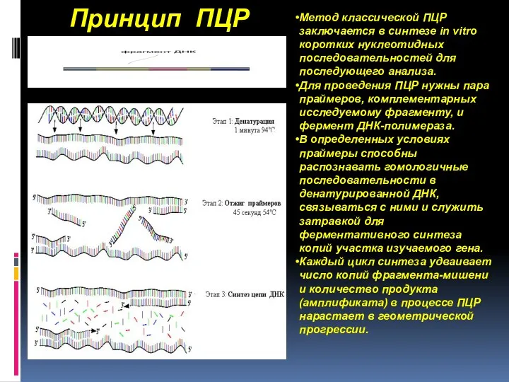 Принцип ПЦР Метод классической ПЦР заключается в синтезе in vitro