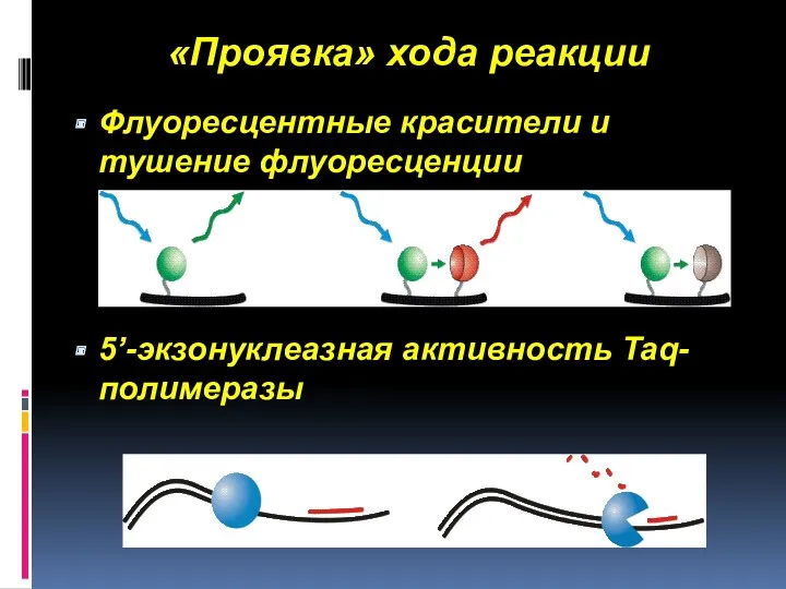 «Проявка» хода реакции Флуоресцентные красители и тушение флуоресценции 5’-экзонуклеазная активность Taq-полимеразы