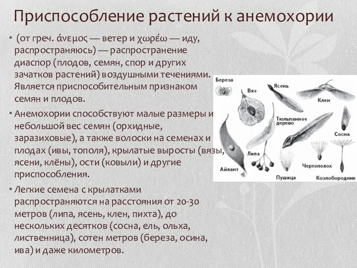 Приспособление растений к анемохории (от греч. άνεμος — ветер и