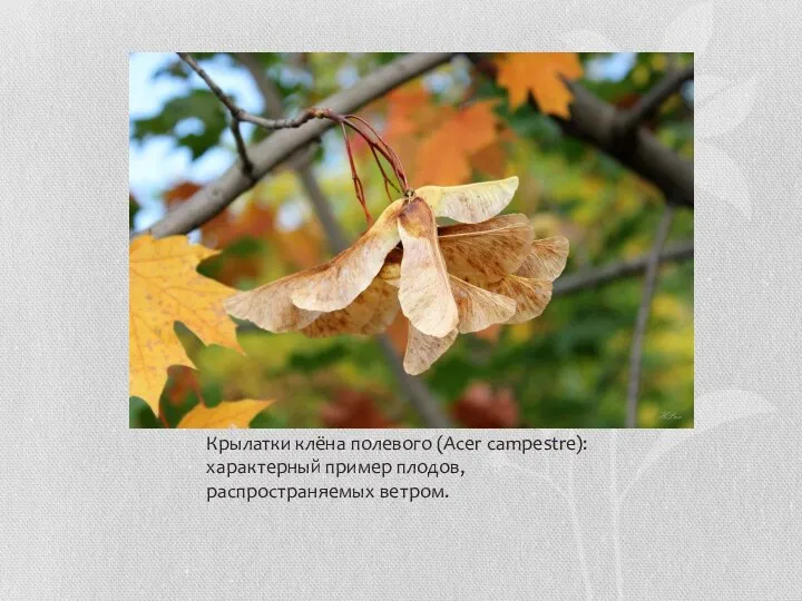 Крылатки клёна полевого (Acer campestre): характерный пример плодов, распространяемых ветром.
