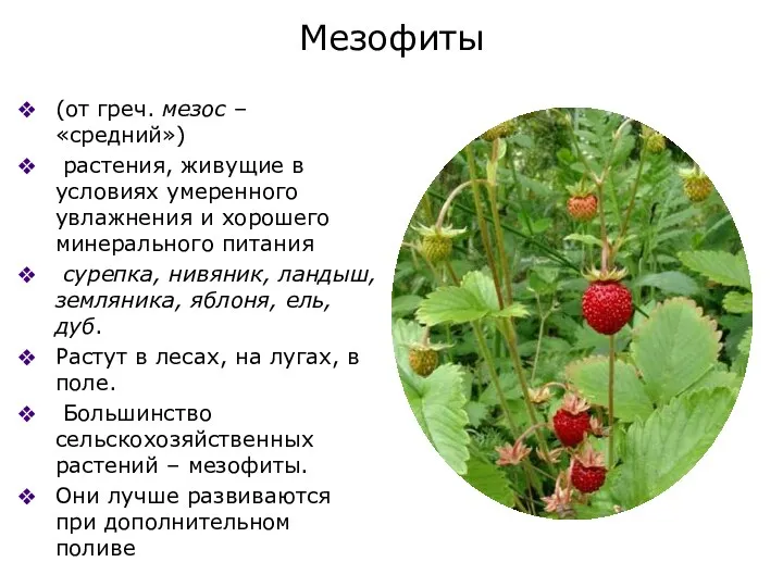 Мезофиты (от греч. мезос – «средний») растения, живущие в условиях умеренного увлажнения и