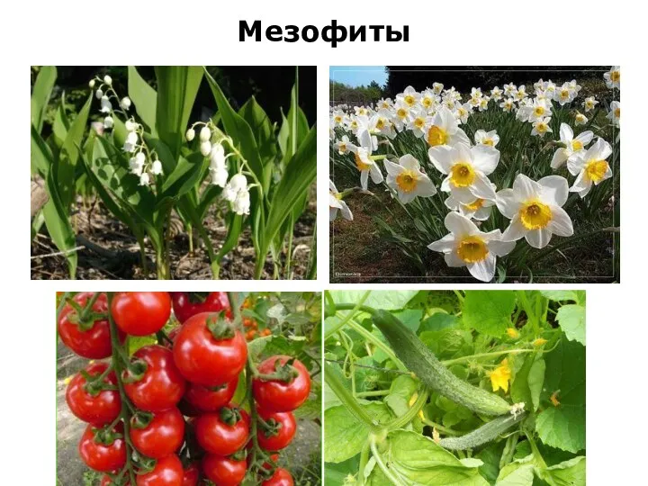 Мезофиты