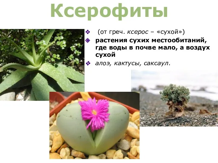 Ксерофиты (от греч. ксерос – «сухой») растения сухих местообитаний, где воды в почве