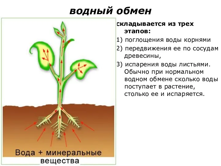 водный обмен складывается из трех этапов: 1) поглощения воды корнями 2) передвижения ее