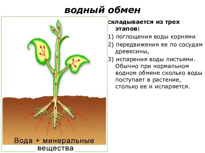 водный обмен складывается из трех этапов: 1) поглощения воды корнями