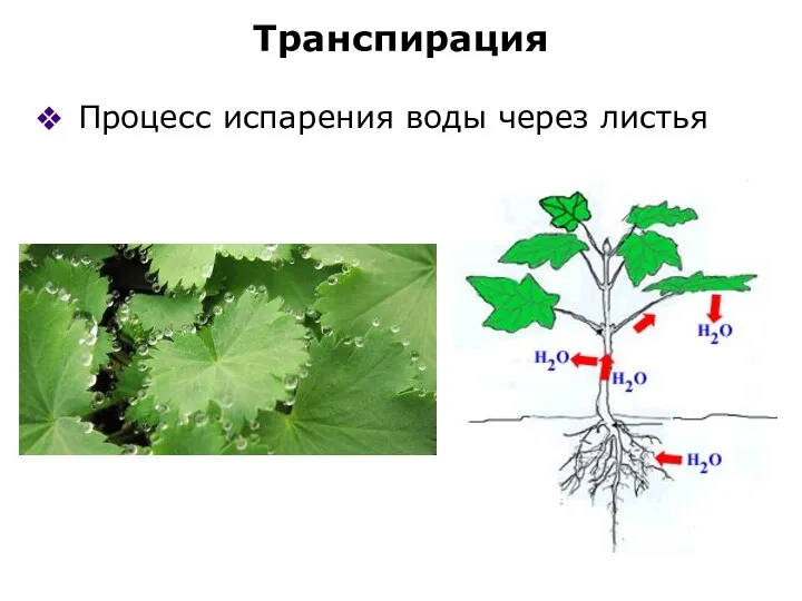 Транспирация Процесс испарения воды через листья