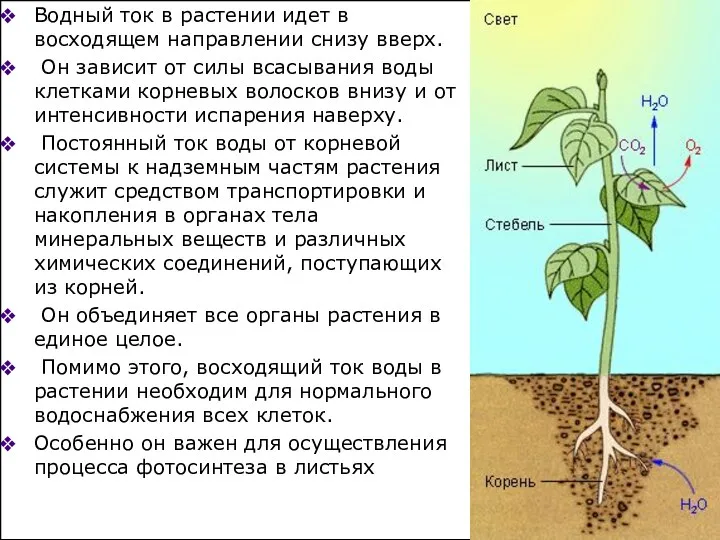 Водный ток в растении идет в восходящем направлении снизу вверх. Он зависит от