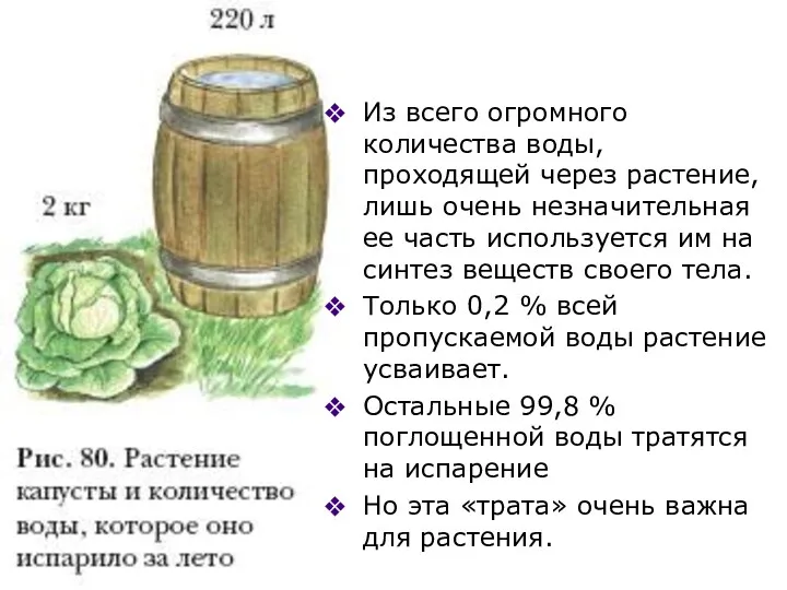 Из всего огромного количества воды, проходящей через растение, лишь очень незначительная ее часть