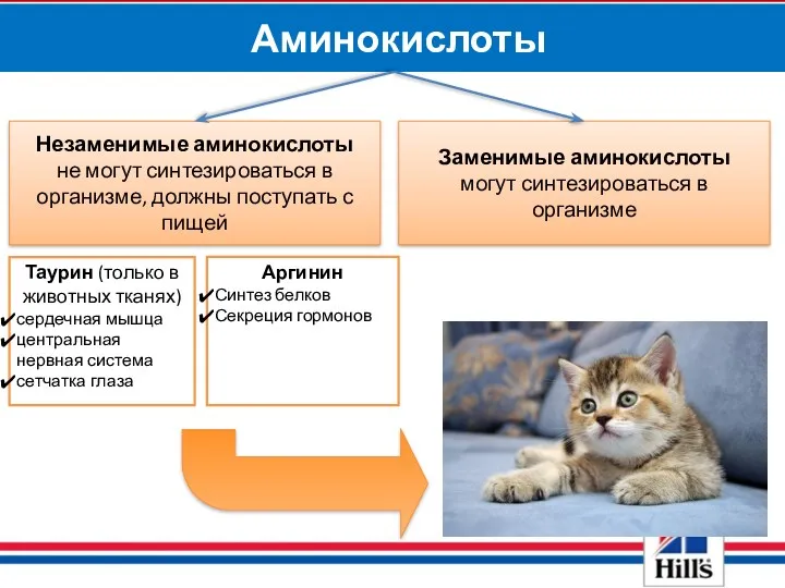 Аминокислоты Незаменимые аминокислоты не могут синтезироваться в организме, должны поступать