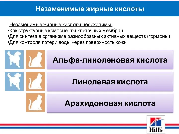 Незаменимые жирные кислоты Незаменимые жирные кислоты необходимы: Как структурные компоненты