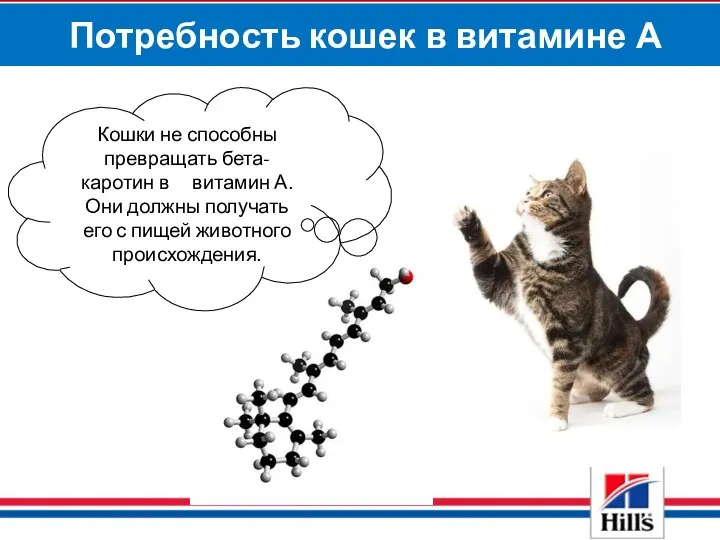 Потребность кошек в витамине А Кошки не способны превращать бета-каротин