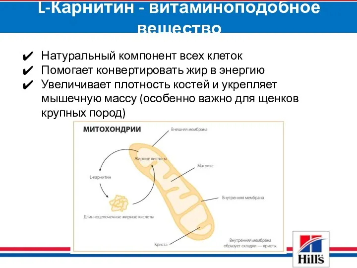 L-Карнитин - витаминоподобное вещество Натуральный компонент всех клеток Помогает конвертировать