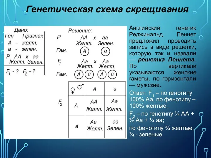 Генетическая схема скрещивания Английский генетик Реджинальд Пеннет предложил проводить запись