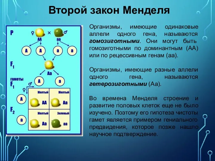 Второй закон Менделя Организмы, имеющие одинаковые аллели одного гена, называются