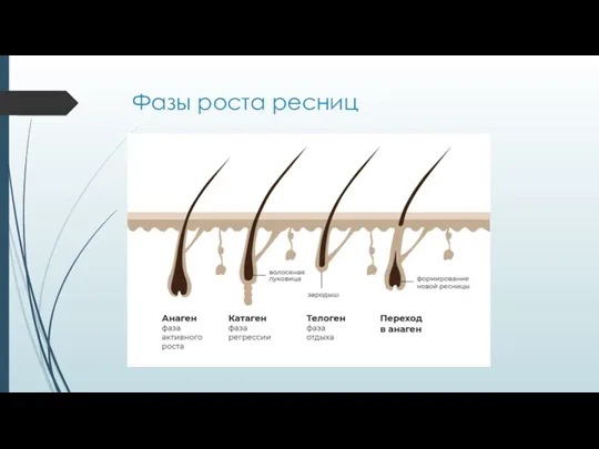 Фазы роста ресниц