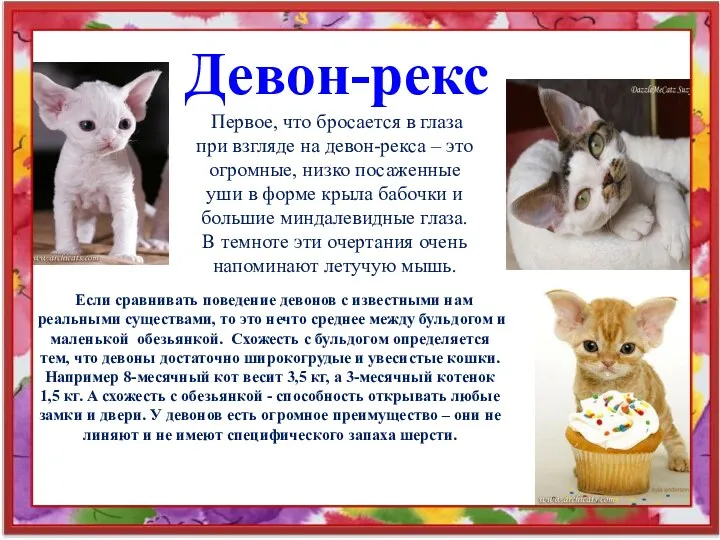 Девон-рекс Первое, что бросается в глаза при взгляде на девон-рекса