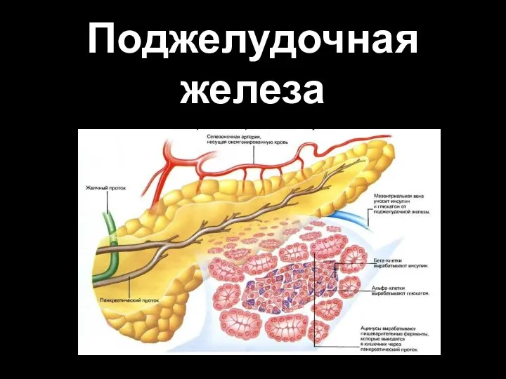 Поджелудочная железа