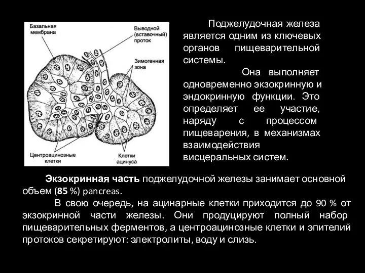 Поджелудочная железа является одним из ключевых органов пищеварительной системы. Она