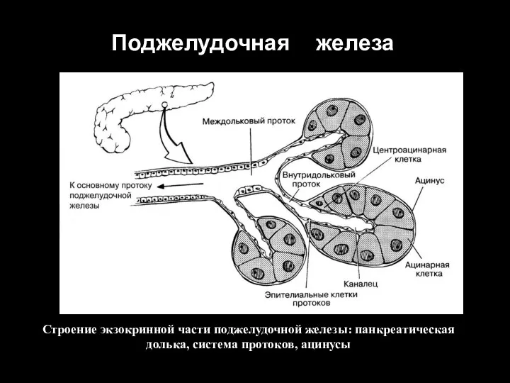 Поджелудочная железа