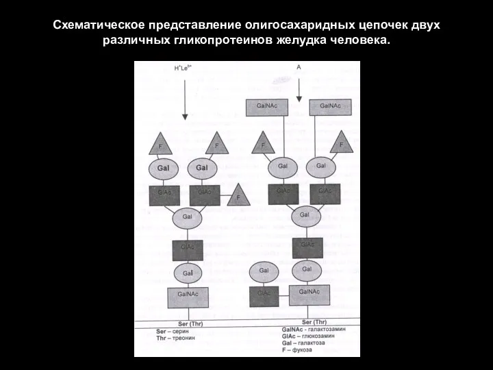 Схематическое представление олигосахаридных цепочек двух различных гликопротеинов желудка человека.