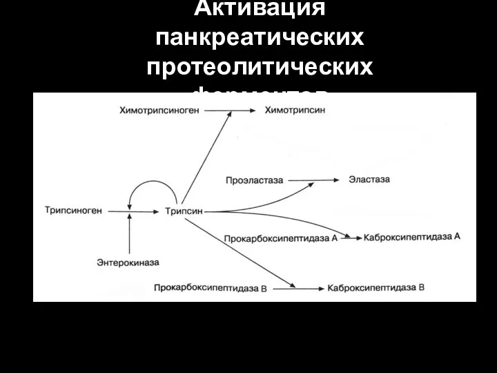 Активация панкреатических протеолитических ферментов