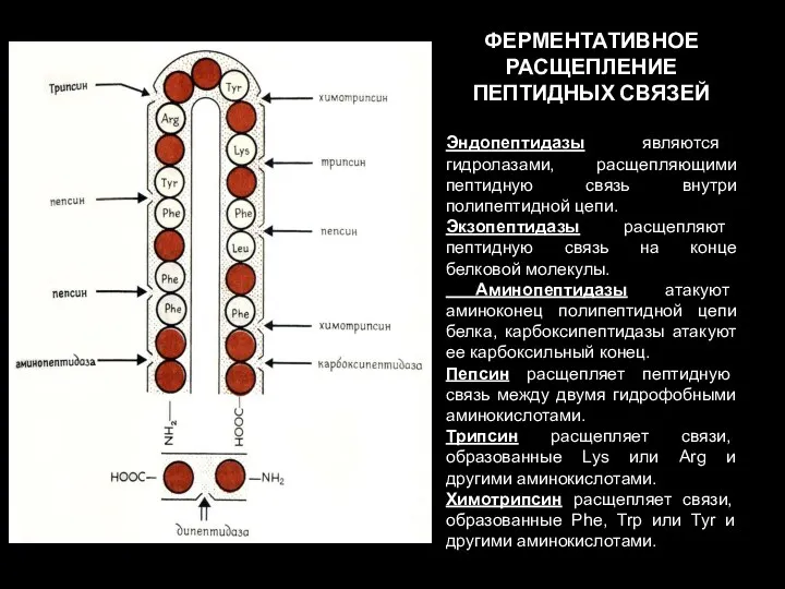 ФЕРМЕНТАТИВНОЕ РАСЩЕПЛЕНИЕ ПЕПТИДНЫХ СВЯЗЕЙ Эндопептидазы являются гидролазами, расщепляющими пептидную связь