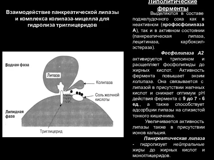 Взаимодействие панкреатической липазы и комплекса колипаза-мицелла для гидролиза триглицеридов Выделяются