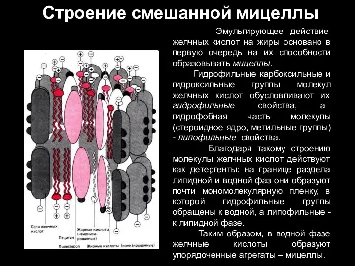 Строение смешанной мицеллы Эмульгирующее действие желчных кислот на жиры основано