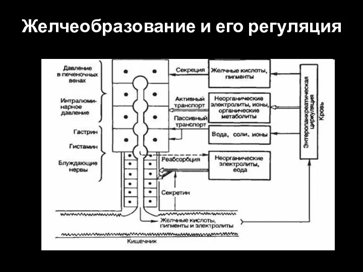 Желчеобразование и его регуляция