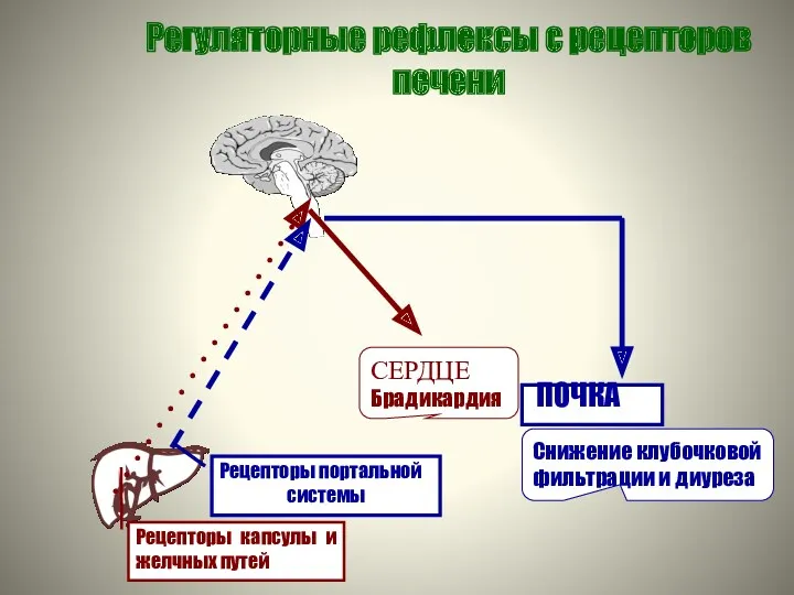 Регуляторные рефлексы с рецепторов печени ПОЧКА Рецепторы капсулы и желчных