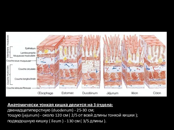 Анатомически тонкая кишка делится на 3 отдела: двенадцатиперстную (duodenum) -