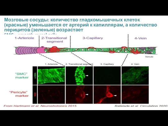 Мозговые сосуды: количество гладкомышечных клеток (красные) уменьшается от артерий к