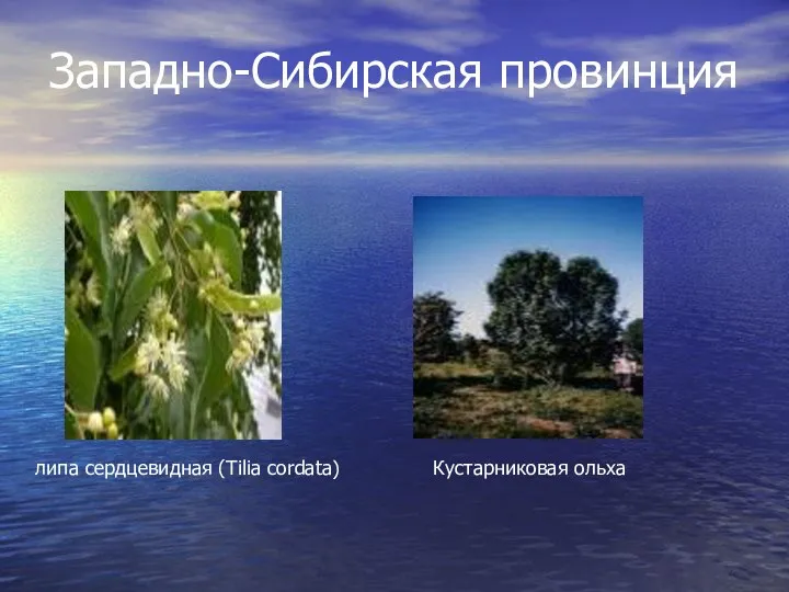 Западно-Сибирская провинция липа сердцевидная (Tilia cordata) Кустарниковая ольха