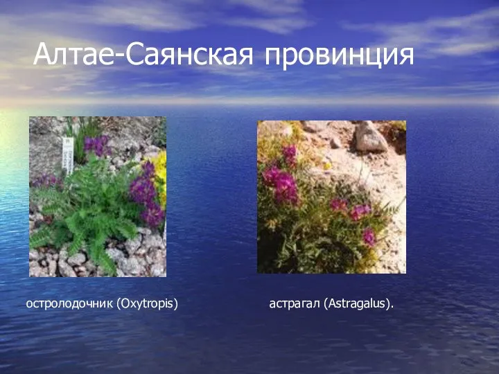 Алтае-Саянская провинция остролодочник (Oxytropis) астрагал (Astragalus).