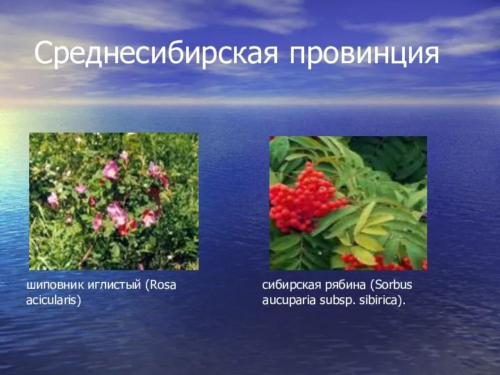 Среднесибирская провинция сибирская рябина (Sorbus aucuparia subsp. sibirica). шиповник иглистый (Rosa acicularis)