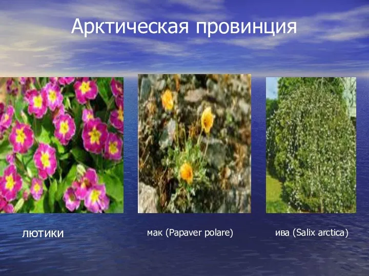 Арктическая провинция лютики мак (Papaver polare) ива (Salix arctica)