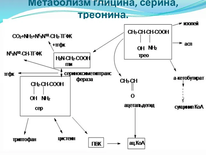 Метаболизм глицина, серина, треонина.