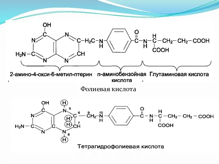 Фолиевая кислота