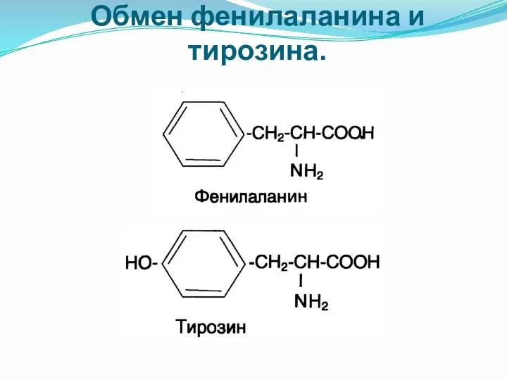 Обмен фенилаланина и тирозина.