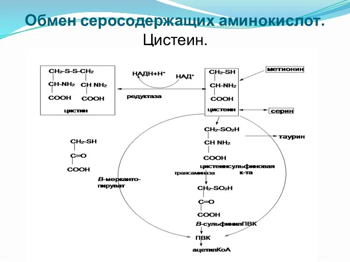 Обмен серосодержащих аминокислот. Цистеин.