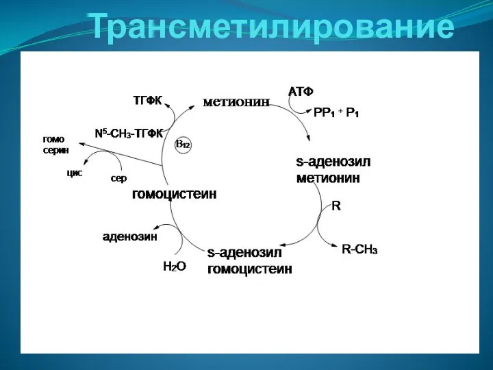 Трансметилирование