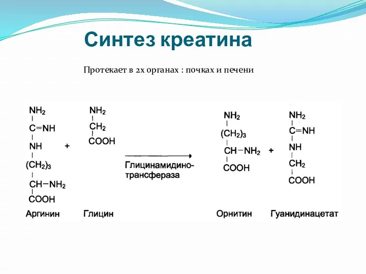 Синтез креатина Протекает в 2х органах : почках и печени