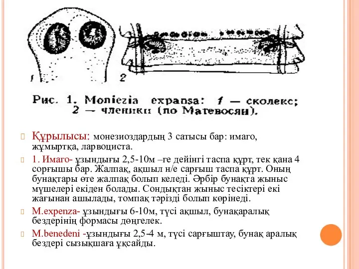 Құрылысы: монезиоздардың 3 сатысы бар: имаго, жұмыртқа, ларвоциста. 1. Имаго-