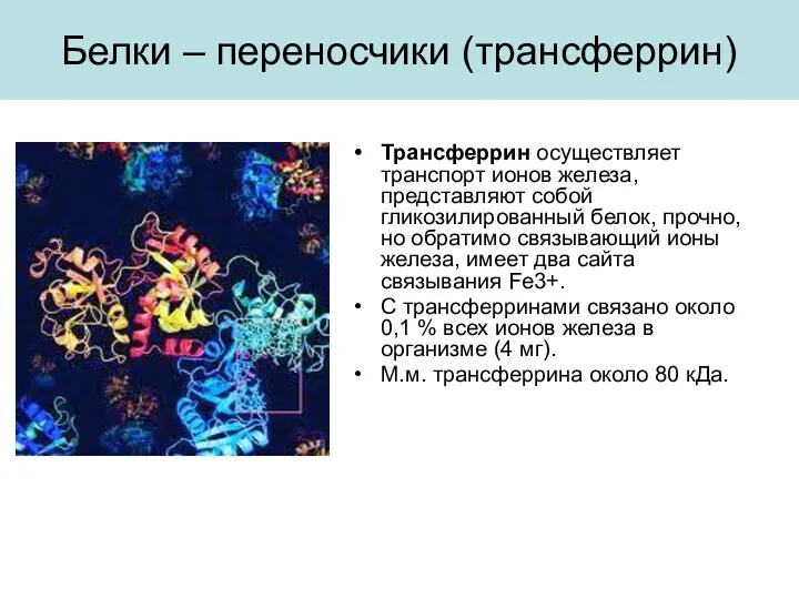 Белки – переносчики (трансферрин) Трансферрин осуществляет транспорт ионов железа, представляют