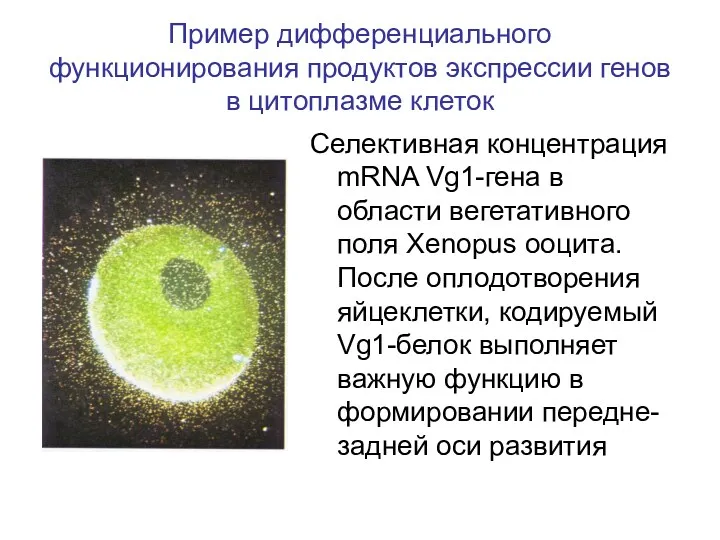 Пример дифференциального функционирования продуктов экспрессии генов в цитоплазме клеток Селективная