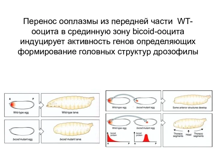 Перенос ооплазмы из передней части WT-ооцита в срединную зону bicoid-ооцита