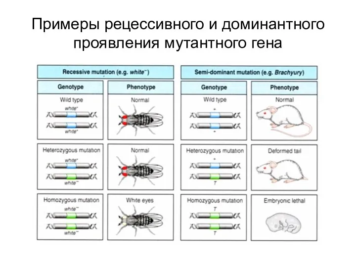 Примеры рецессивного и доминантного проявления мутантного гена