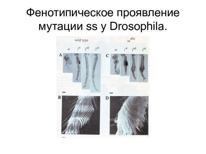 Фенотипическое проявление мутации ss у Drosophila.