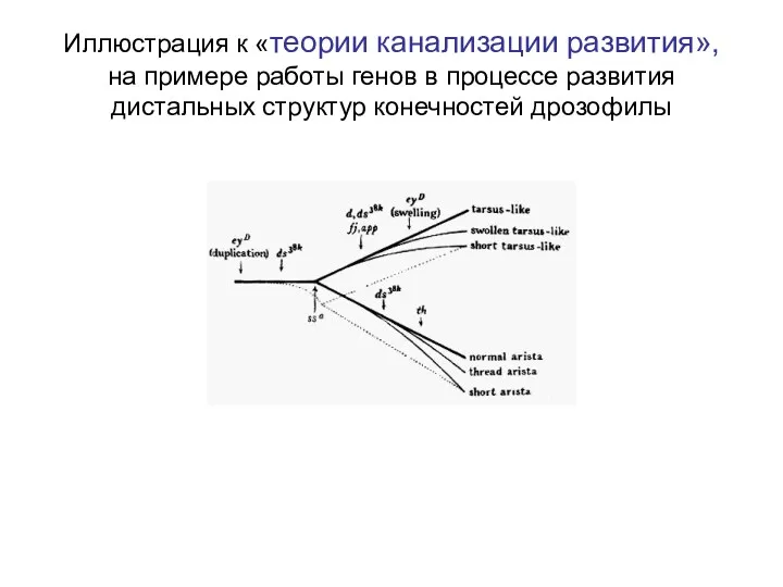 Иллюстрация к «теории канализации развития», на примере работы генов в процессе развития дистальных структур конечностей дрозофилы