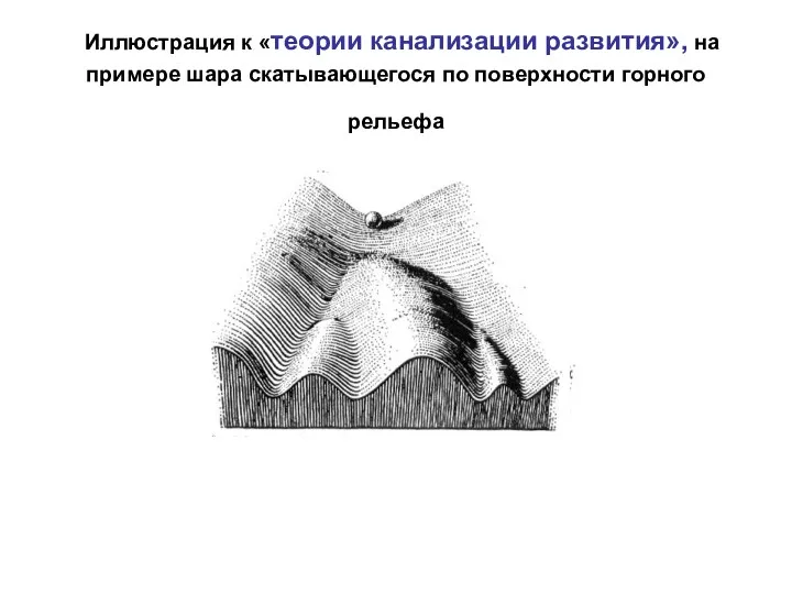 Иллюстрация к «теории канализации развития», на примере шара скатывающегося по поверхности горного рельефа